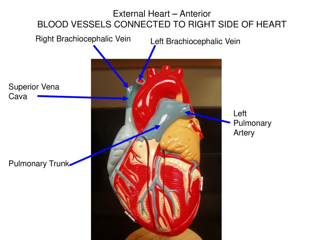 Heart Models. - ppt download